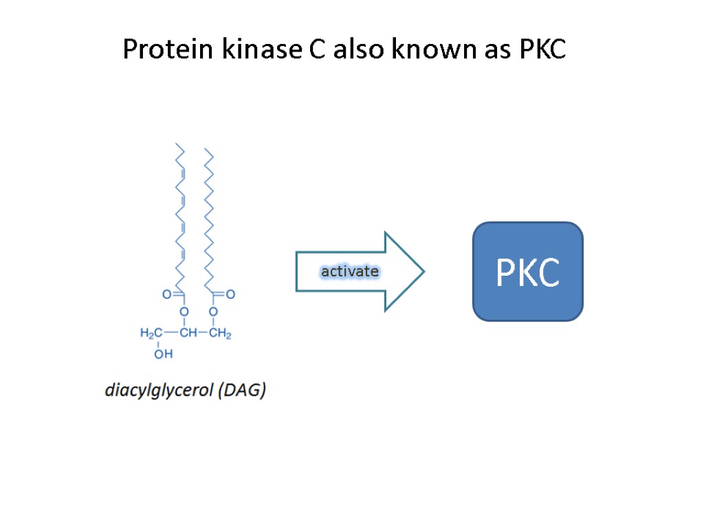Protein kinase C also known as PKC activate PKC